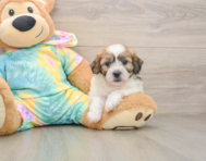 7 week old Teddy Bear Puppy For Sale - Florida Fur Babies