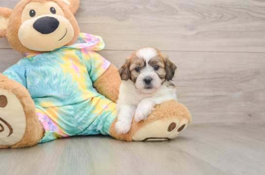 Smart Teddy Bear Designer Pup
