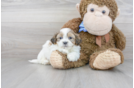 Meet Bruno - our Teddy Bear Puppy Photo 2/3 - Florida Fur Babies