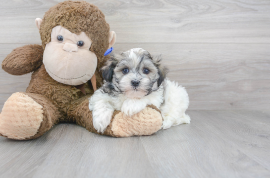 28 week old Teddy Bear Puppy For Sale - Florida Fur Babies