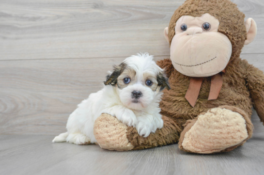Cute Teddy Bear Baby