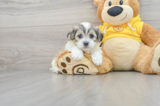 Teddy Bear Puppy for Adoption
