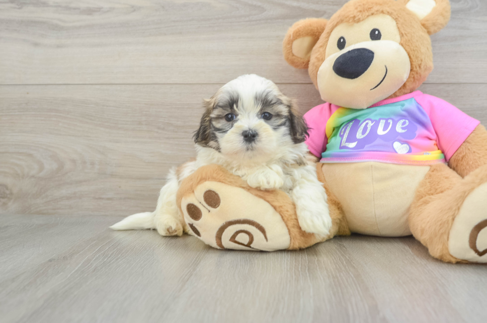 6 week old Teddy Bear Puppy For Sale - Florida Fur Babies