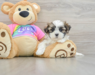 6 week old Teddy Bear Puppy For Sale - Florida Fur Babies