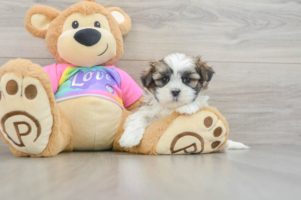 6 week old Teddy Bear Puppy For Sale - Florida Fur Babies