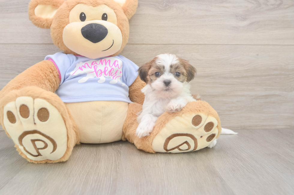 5 week old Teddy Bear Puppy For Sale - Florida Fur Babies
