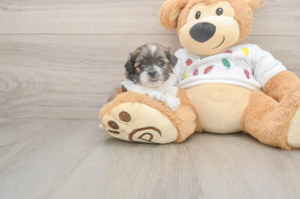 5 week old Teddy Bear Puppy For Sale - Florida Fur Babies