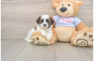 Popular Teddy Bear Designer Pup