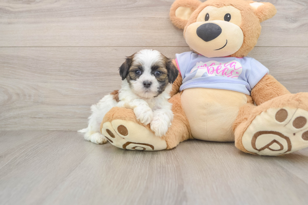 Popular Teddy Bear Designer Pup
