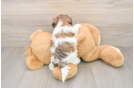 Adorable Shit Designer Puppy