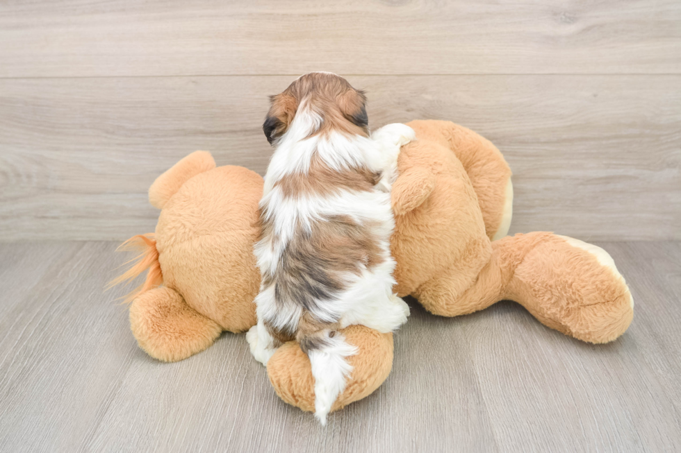 Adorable Shit Designer Puppy
