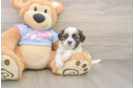 Best Teddy Bear Baby