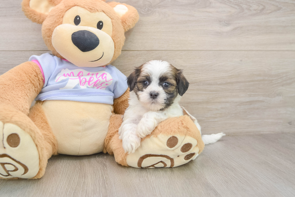 Best Teddy Bear Baby