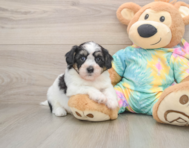 7 week old Teddy Bear Puppy For Sale - Florida Fur Babies