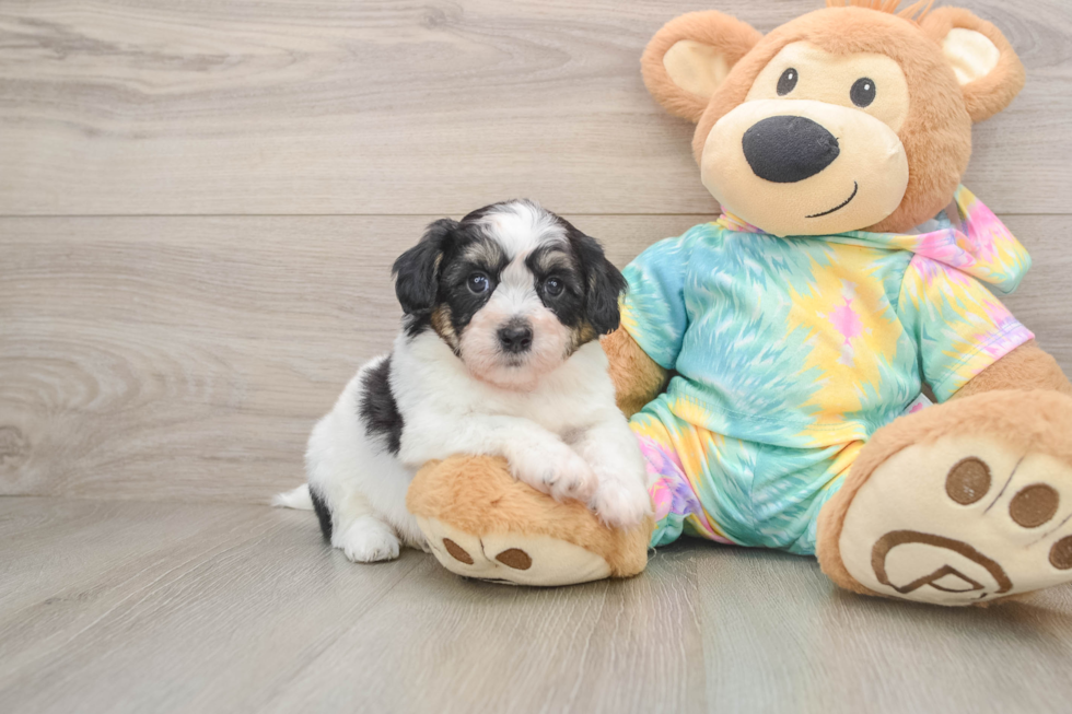 Small Teddy Bear Baby