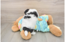 Small Teddy Bear Baby