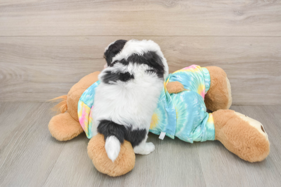 Small Teddy Bear Baby