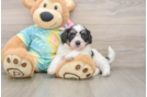 Teddy Bear Puppy for Adoption