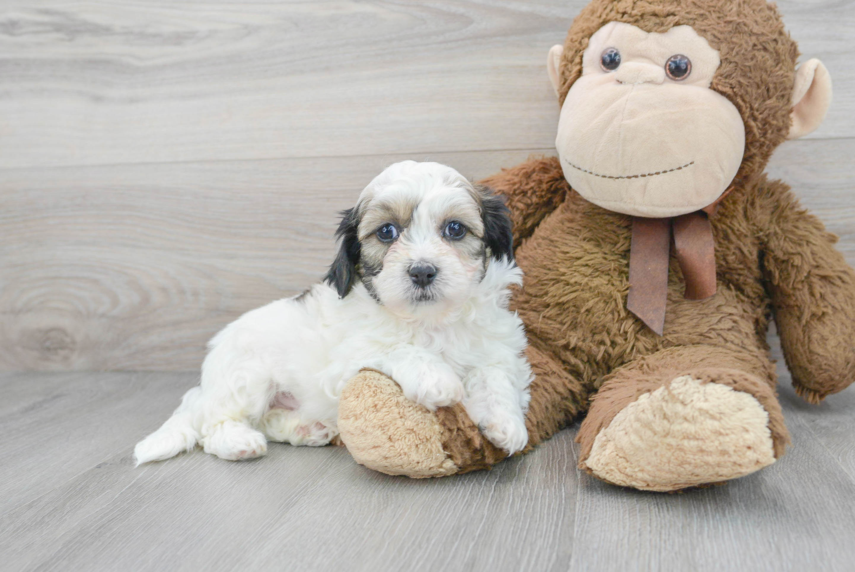 Best Teddy Bear Baby