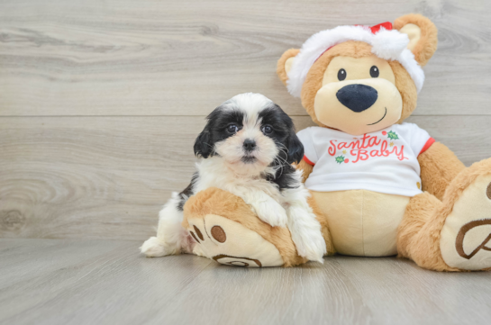 Teddy Bear Pup Being Cute