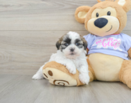 6 week old Teddy Bear Puppy For Sale - Florida Fur Babies