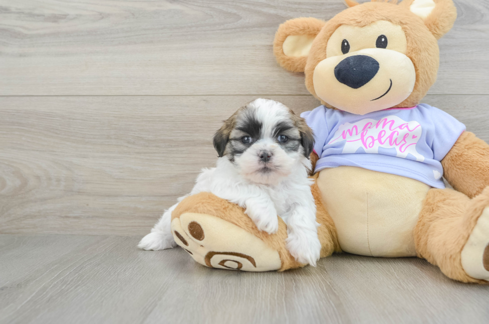 5 week old Teddy Bear Puppy For Sale - Florida Fur Babies