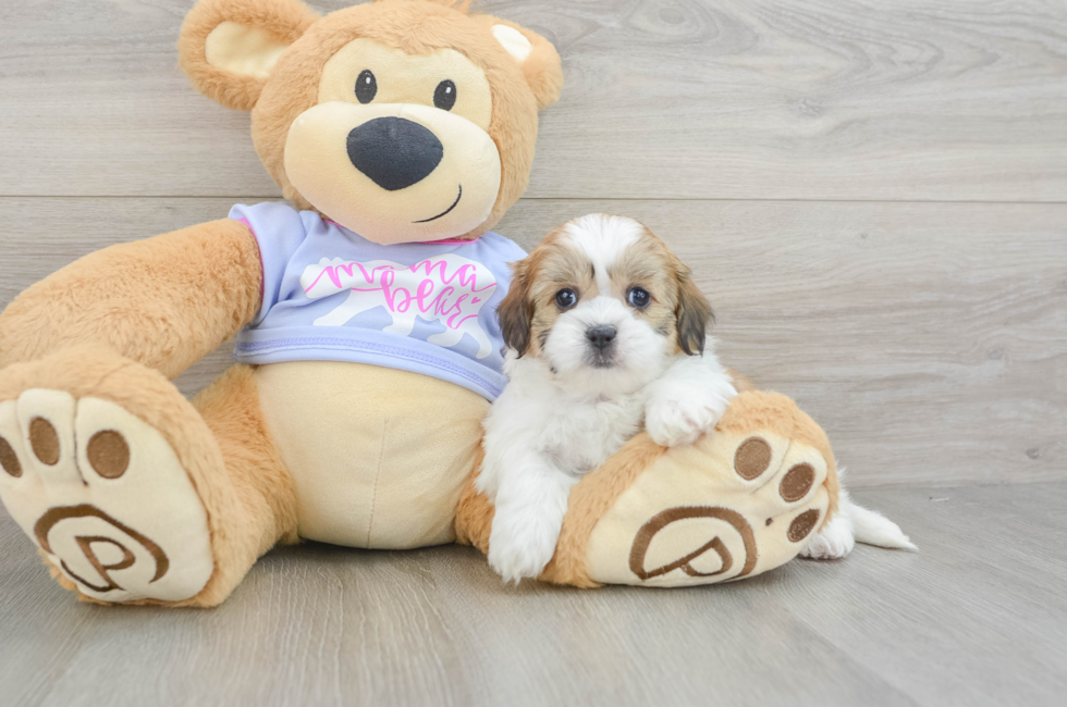 6 week old Teddy Bear Puppy For Sale - Florida Fur Babies