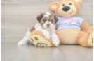Funny Teddy Bear Designer Pup