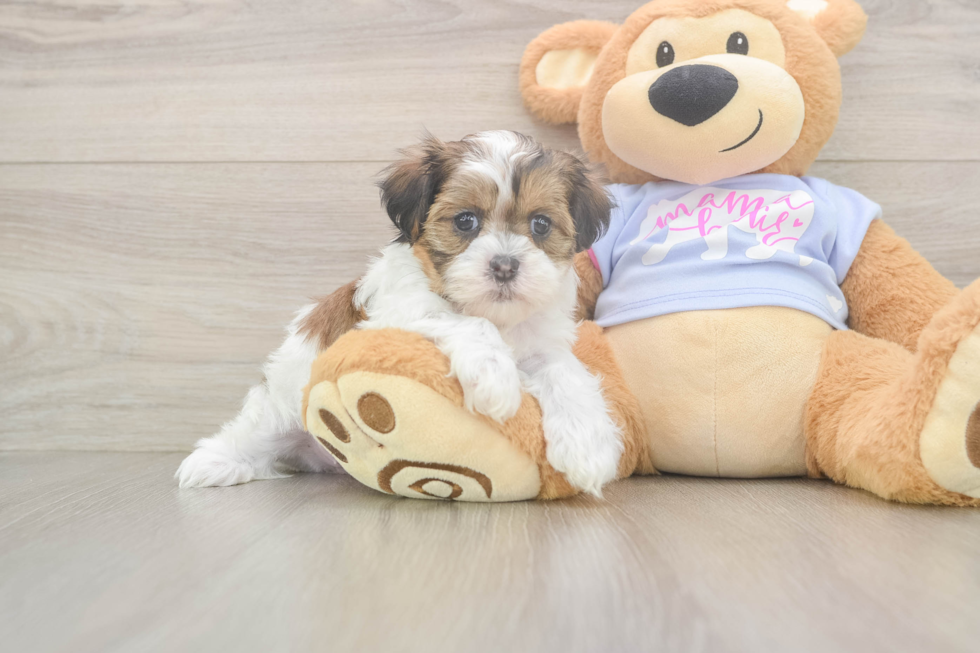 Funny Teddy Bear Designer Pup