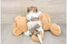 Petite Teddy Bear Designer Pup