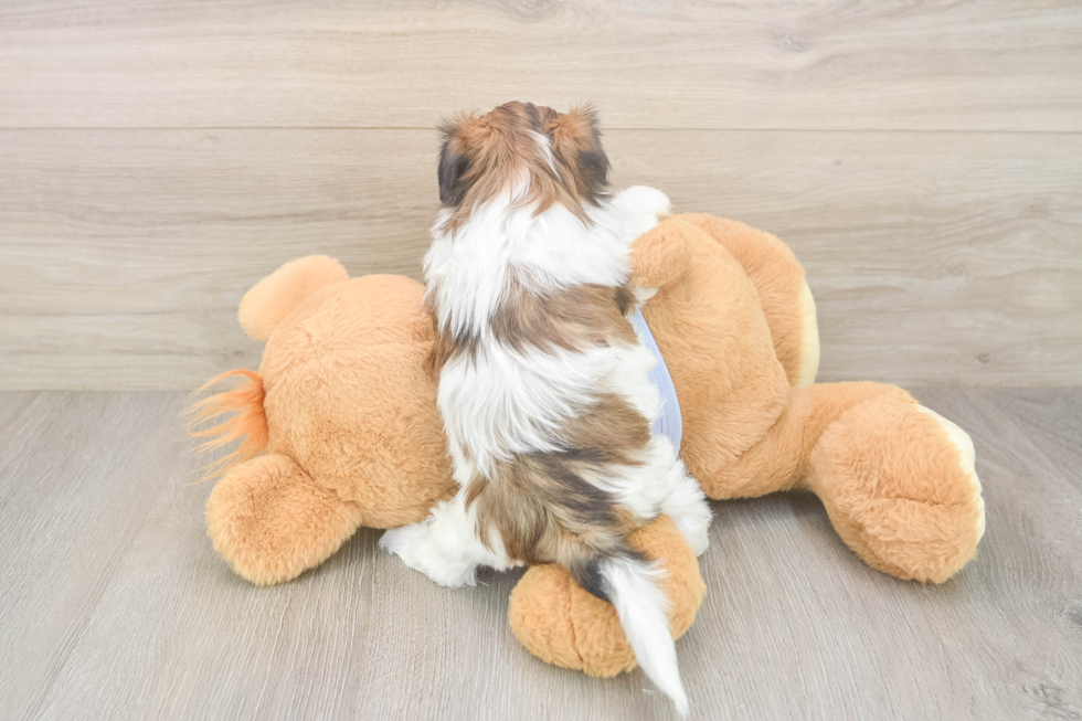 Petite Teddy Bear Designer Pup