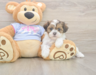 6 week old Teddy Bear Puppy For Sale - Florida Fur Babies