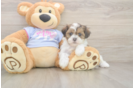 Best Teddy Bear Baby