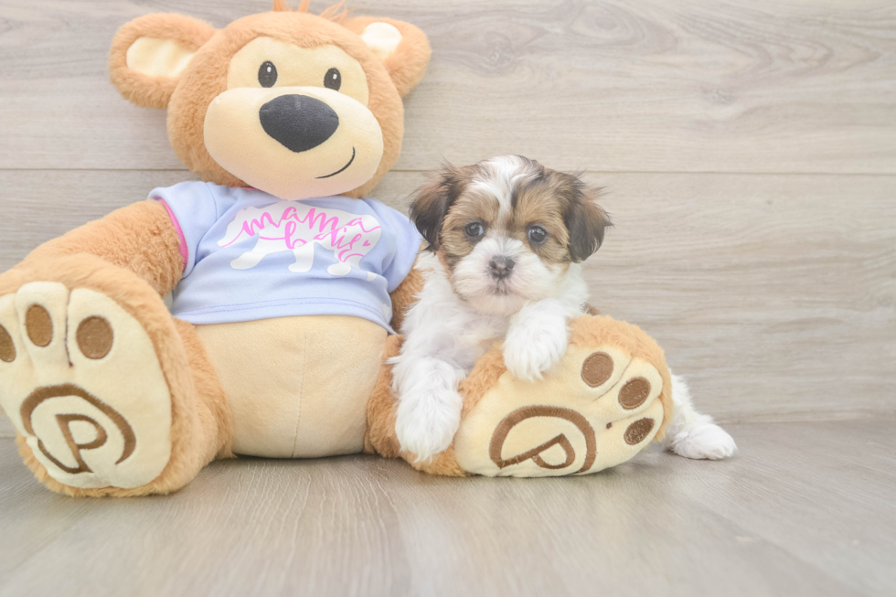 Best Teddy Bear Baby