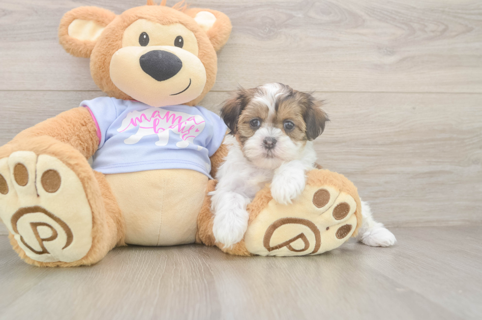 5 week old Teddy Bear Puppy For Sale - Florida Fur Babies