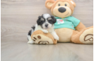 Teddy Bear Pup Being Cute