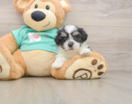7 week old Teddy Bear Puppy For Sale - Florida Fur Babies