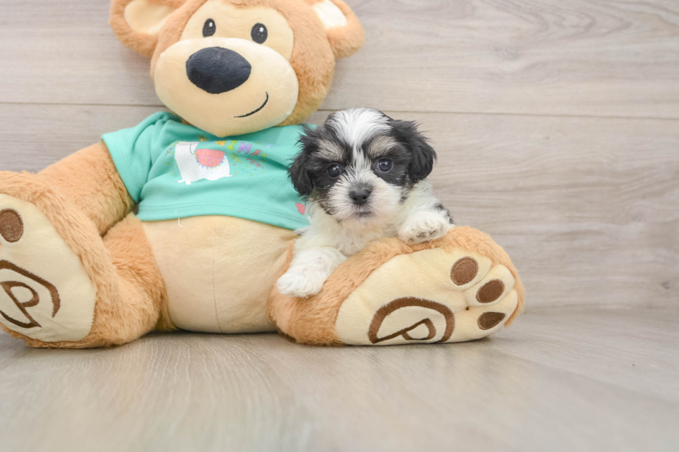 Teddy Bear Puppy for Adoption