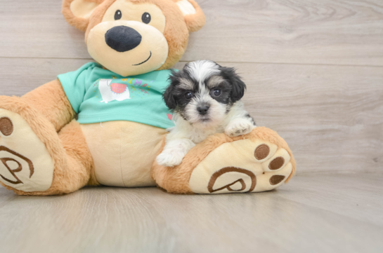 Teddy Bear Puppy for Adoption