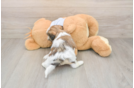 Smart Teddy Bear Designer Pup