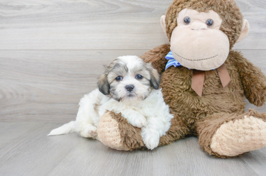 Cute Teddy Bear Baby