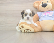 6 week old Teddy Bear Puppy For Sale - Florida Fur Babies