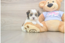 Petite Teddy Bear Designer Pup
