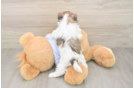 Fluffy Teddy Bear Designer Pup