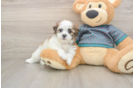 Teddy Bear Pup Being Cute