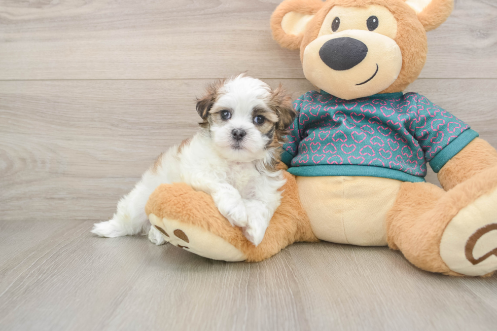 Teddy Bear Pup Being Cute