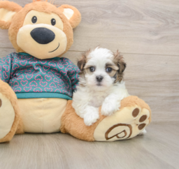 7 week old Teddy Bear Puppy For Sale - Florida Fur Babies