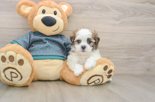 Energetic Shi Chon Designer Puppy