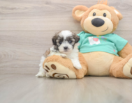 7 week old Teddy Bear Puppy For Sale - Florida Fur Babies