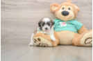 Adorable Shit Designer Puppy